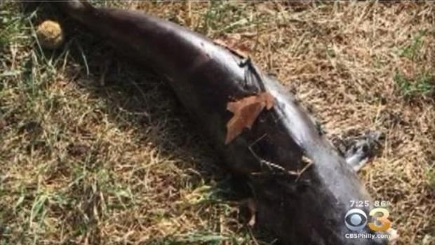 Catfish Falls From Sky At Fairmount Park; Hits Woman In Face