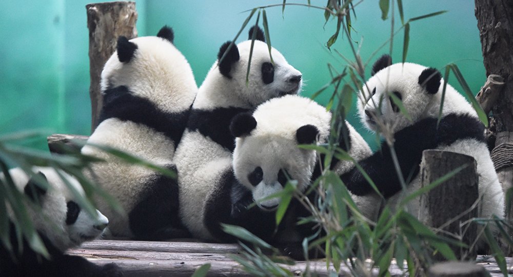 The image shows Pandas in Chengdu Research Base of Giant Panda Breeding China