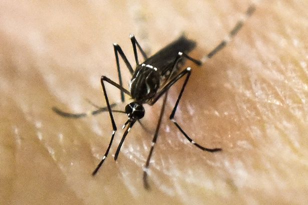 Aedes Aegypti mosquito