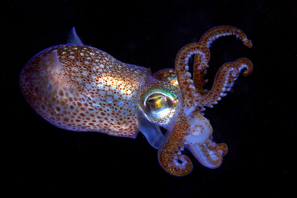 Getty Images			The bobtail squid one of the species that calls the new Northeast Canyons and Seamounts Marine National Monument home