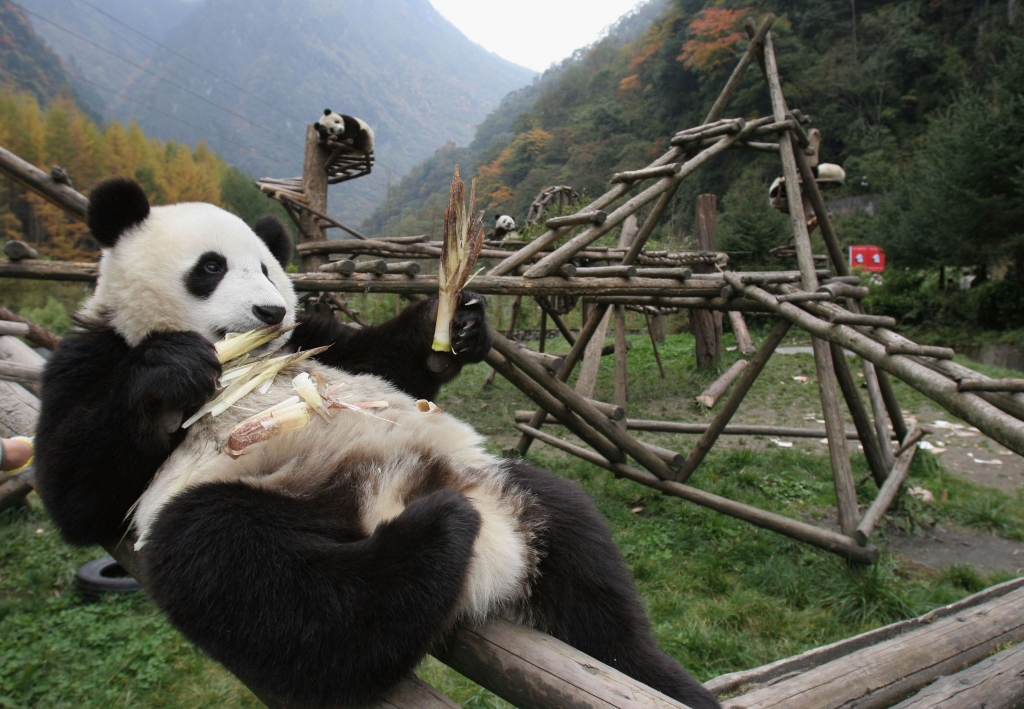 Giant panda numbers on the rise