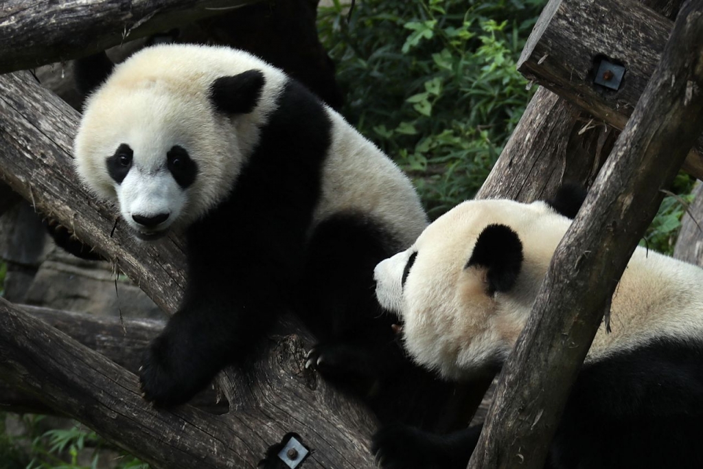 Eastern gorillas are now one step away from extinction, but giant pandas no longer endangered