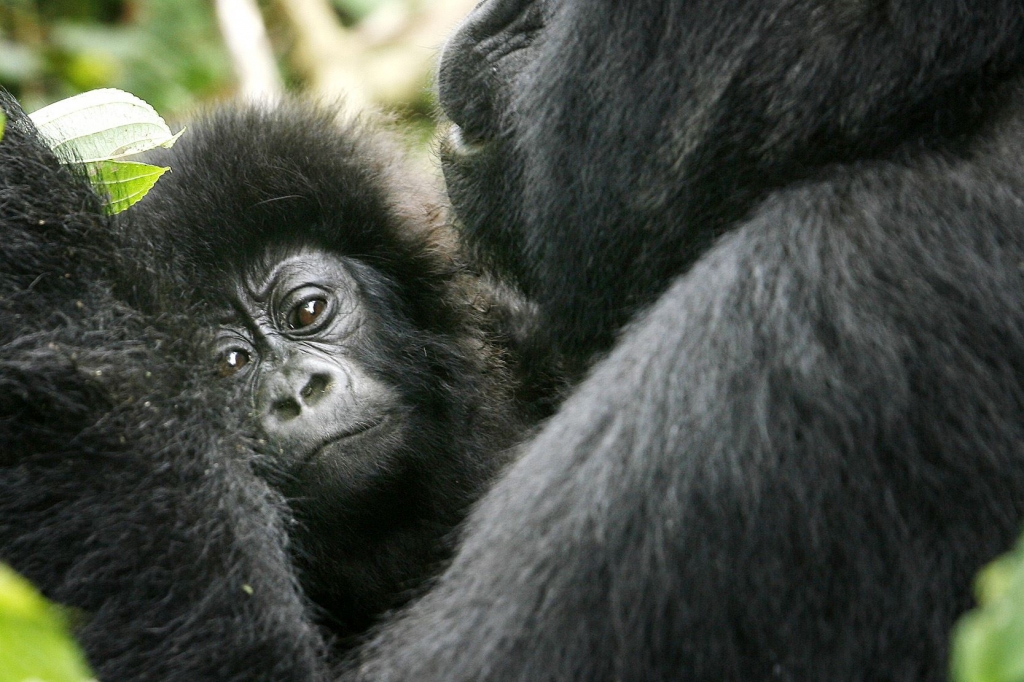 World's largest gorillas 'one step from going extinct'