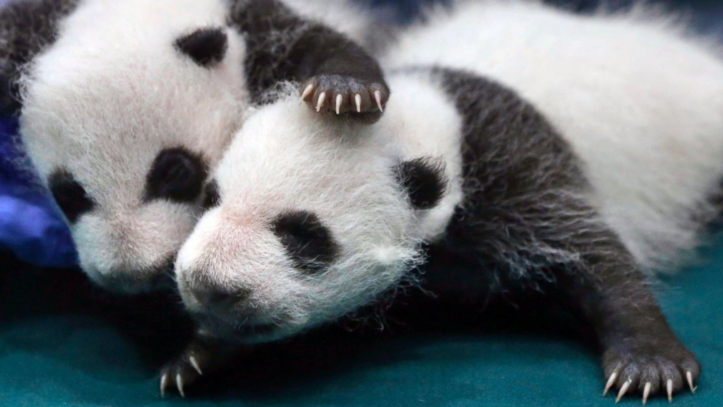 Giant panda numbers on the rise