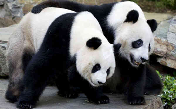 Giant pandas are no longer listed as an endangered species after two decades of conservation efforts