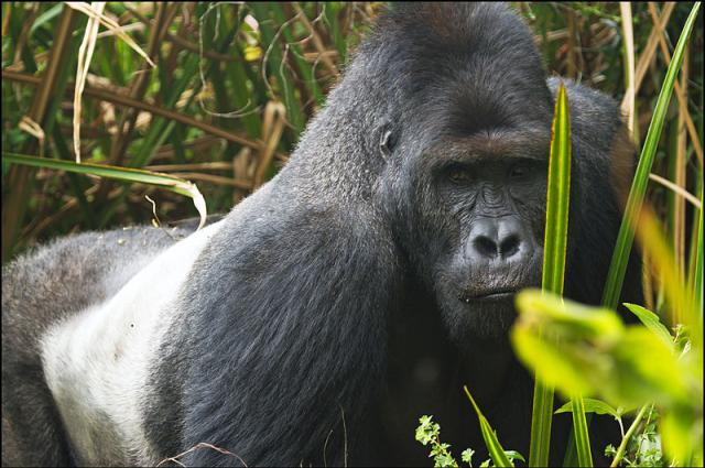 Eastern Gorilla Gets Added To Critically Endangered List