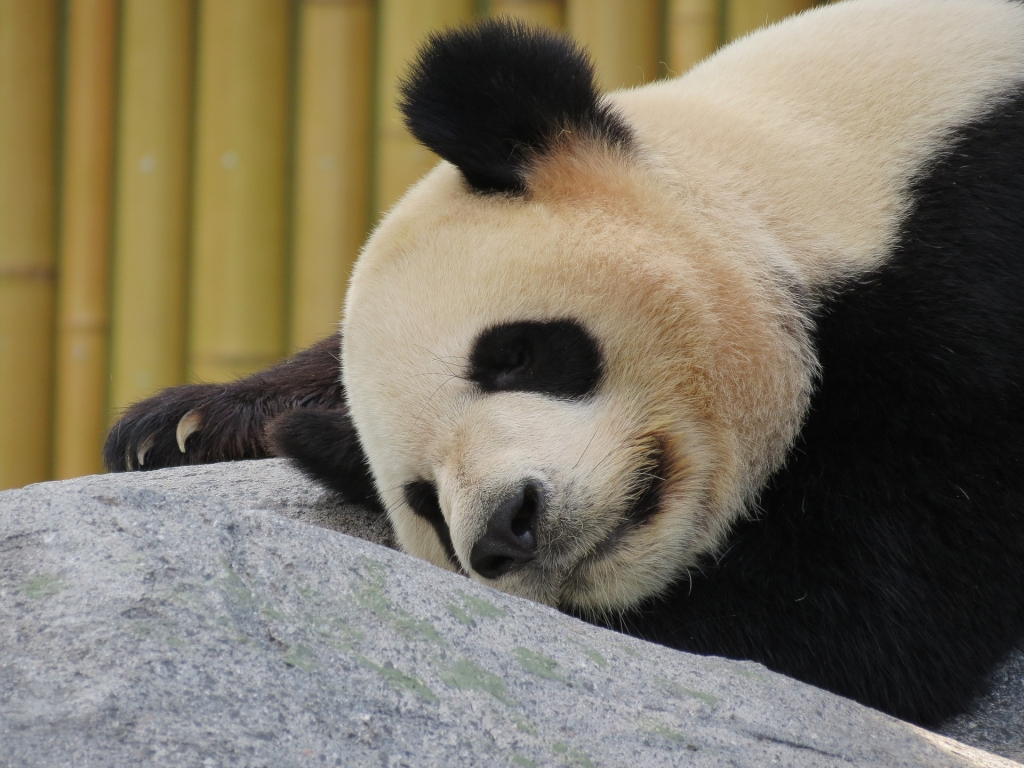 Giant Panda Sleeping