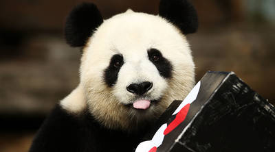 Fu Ni the giant panda is treated to specially prepared panda treats for her birthday at the Adelaide Zoo