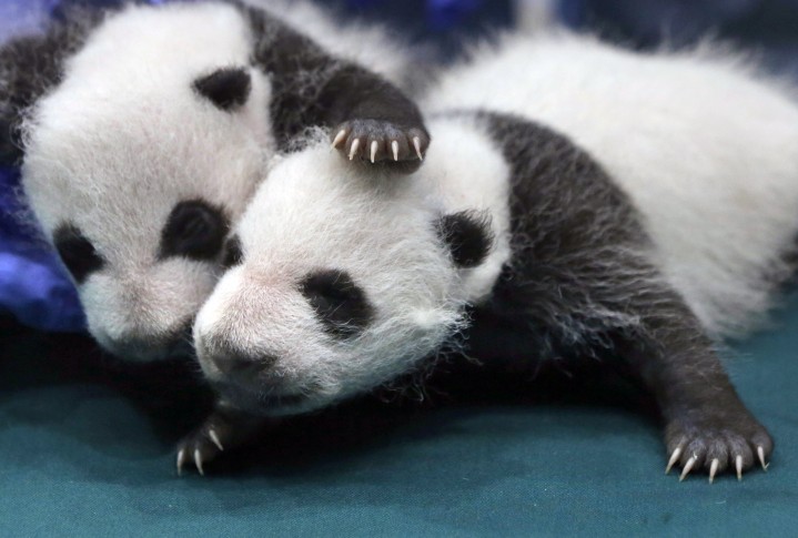 The Panda Population Is Perking Up, But It Still Has A Long Way To Go