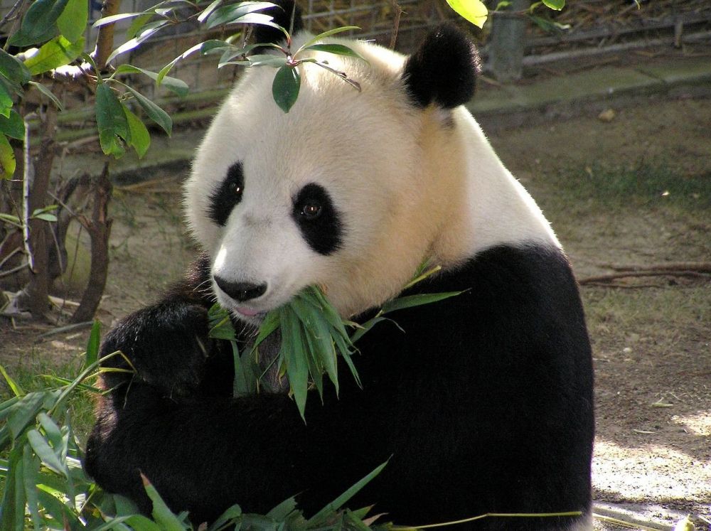 Giant panda numbers on the rise