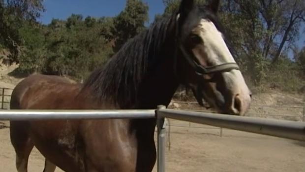 Goat Played Role in Setting 2 Clydesdales Free