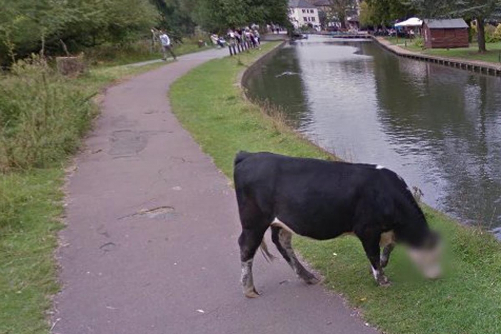 Google made a bit of a mis-steak blurring this cow