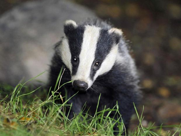 Badger culls in Cornwall and Devon confirmed in fight against bovine TB