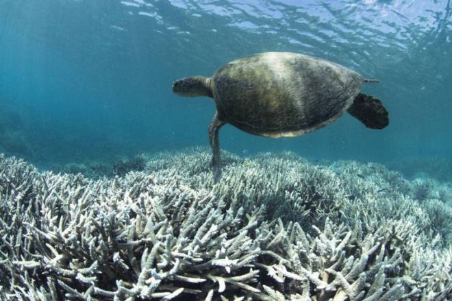 Great Barrier Reef recovering from coral bleaching