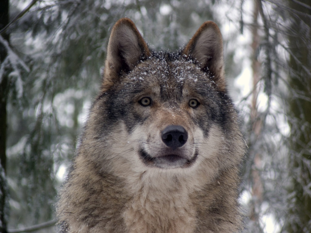 Washington state begins killing wolf pack for preying on livestock