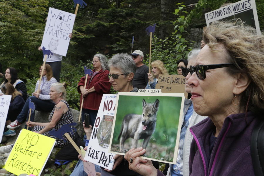 Washington state begins killing wolf pack for preying on livestock