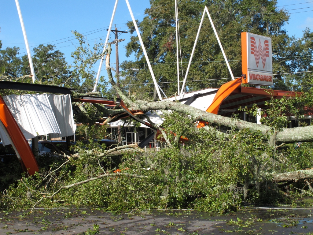 A large oak tree toppled over a Whataburger restaurant in Tallahassee Fla. Sept. 2 2016. Many businesses and homes in Tallahassee are without power and several roads are blocked due to tree damage caused by Hurricane Hermine. (AP