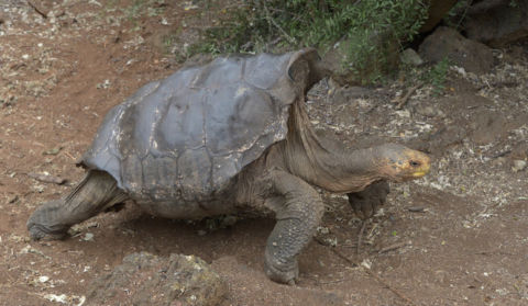 Horny Tortoise Has All The Sex Saves Species From Extinction