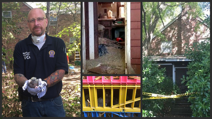 SPCA officers rescue nearly 350 pigeons from rotting LI home