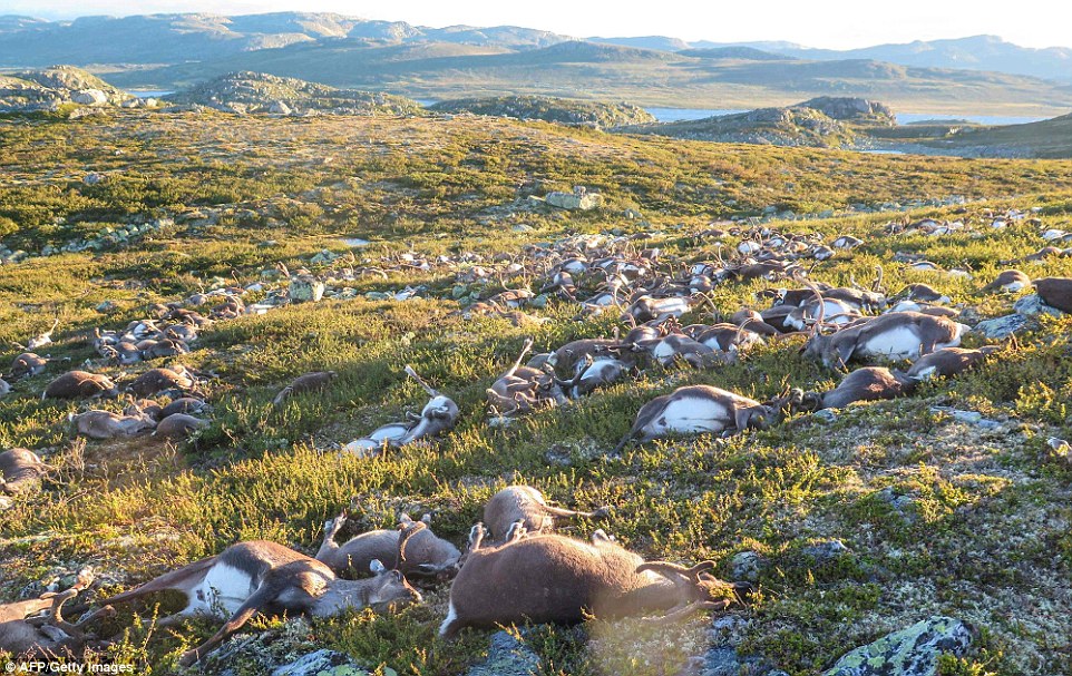 Freak lighting bolts kill 300 reindeer in Norway