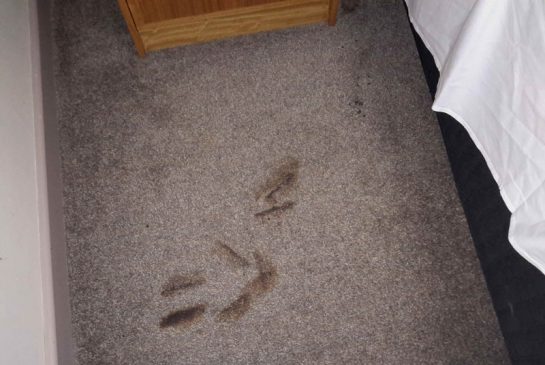 After being knocked to the ground the Note 7 left burn marks behind in the hotel room carpet