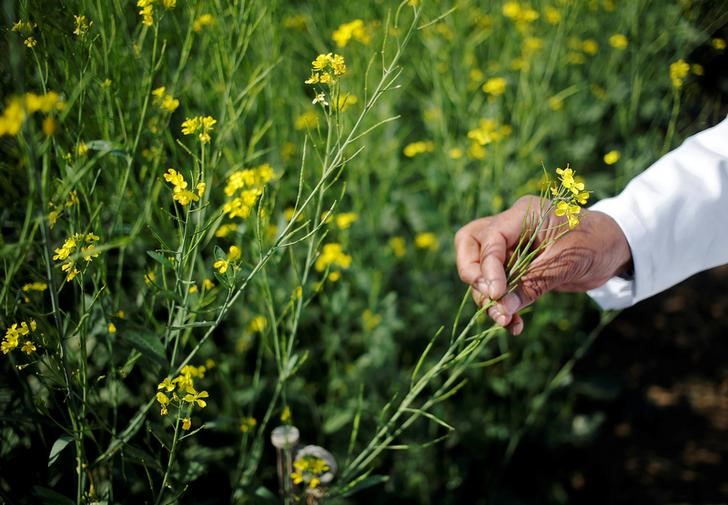 An Indian scientist holds a genetically modified rapeseed crop under trial in New Delhi India