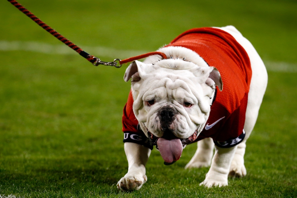 ATHENS GA- NOVEMBER 21 Uga X is officially'collared prior to the game between the Georgia Bulldogs and the Georgia Southern Eagles at Sanford Stadium