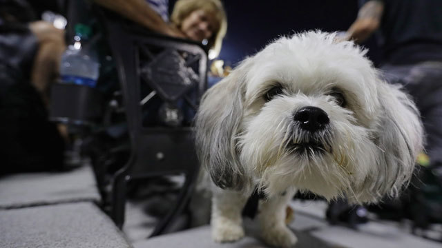 This record-breaking baseball game was also the cutest