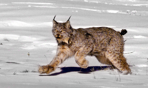 Judge says US should reconsider habitat for Canada lynx