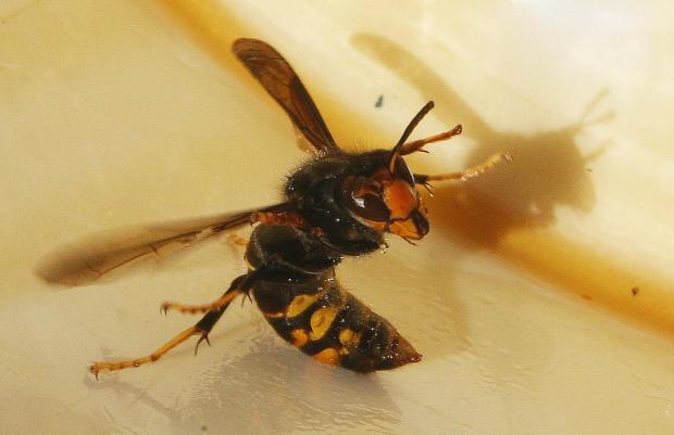 Asian hornet has arrived in Britain, government confirms, and could destroy precious resources