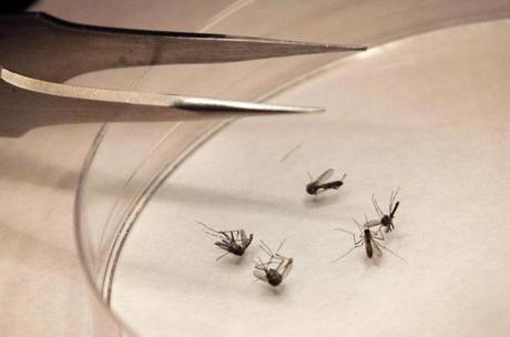 Five Mass. residents have been diagnosed with the mosquito-borne West Nile virus this year