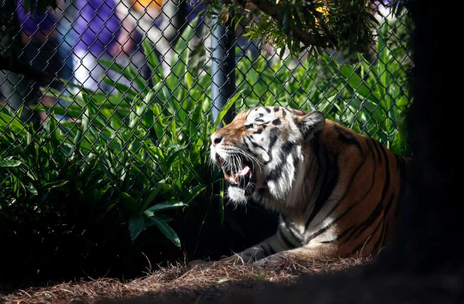 Mike VI LSU's tiger mascot rests in his habitat before an NCAA college football game Between LSU and Florida in Baton Rouge La. Diagnosed with cancer LSU's live tiger mascot Mike VI won't take the field duri