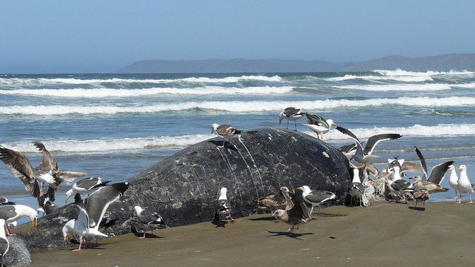 Beached gray whale calf surrounded by seagulls. Flickr  DocentJoyce