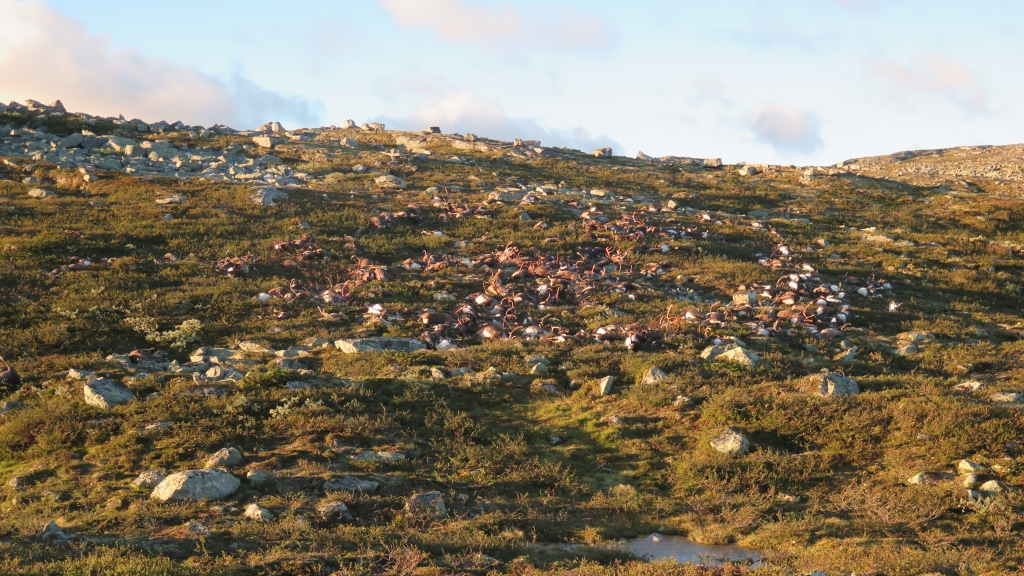 Freak lighting bolts kill 300 reindeer in Norway