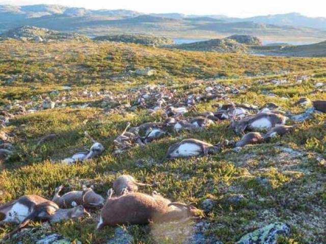 Some 323 wild reindeer lie dead after being struck by lightning on a hill side on Hardangervidda mountain plateau in southern Norway