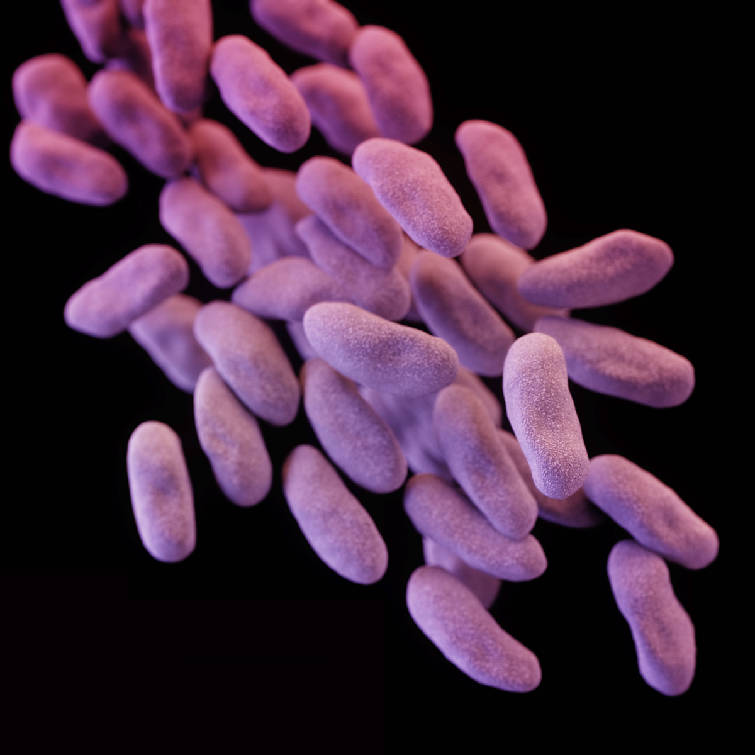 This illustration released by the Centers for Disease Control and Prevention shows a group of carbapenem-resistant Enterobacteriaceae bacteria