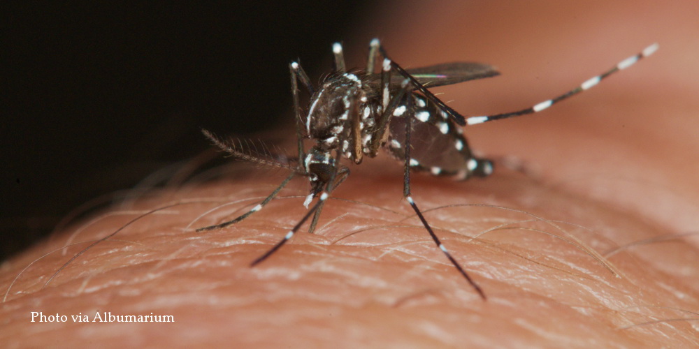 Finding truth in mosquito bite myths