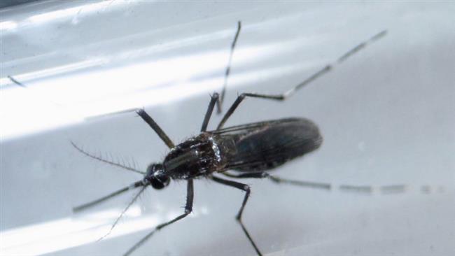 An Aedes aegypti mosquito is seen inside a test tube as part of a research on preventing the spread of Zika virus and other mosquito-borne diseases at a control and prevention center in Guadalupe Monterrey Mexico