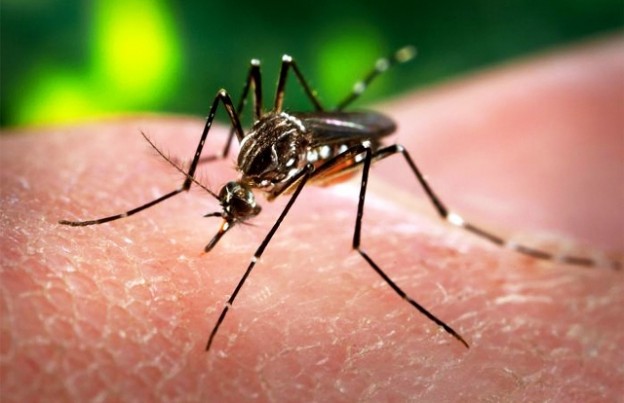 The-Filipino-Times_Zika virus