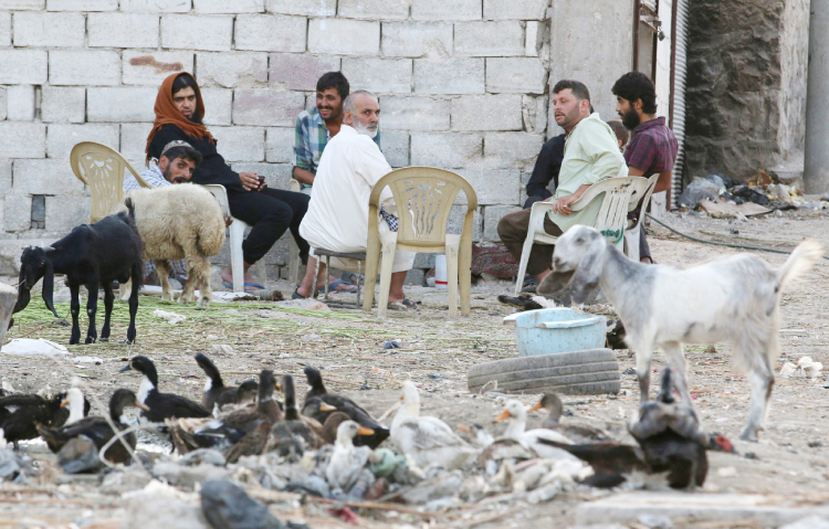 Men sit around their livestock in the rebel-held Al Sheikh Said neighborhood of Aleppo. — Reuters