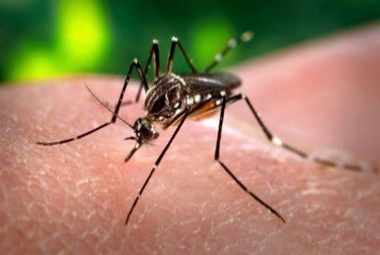 There were five cases of West Nile Virus in humans in Alberta this year