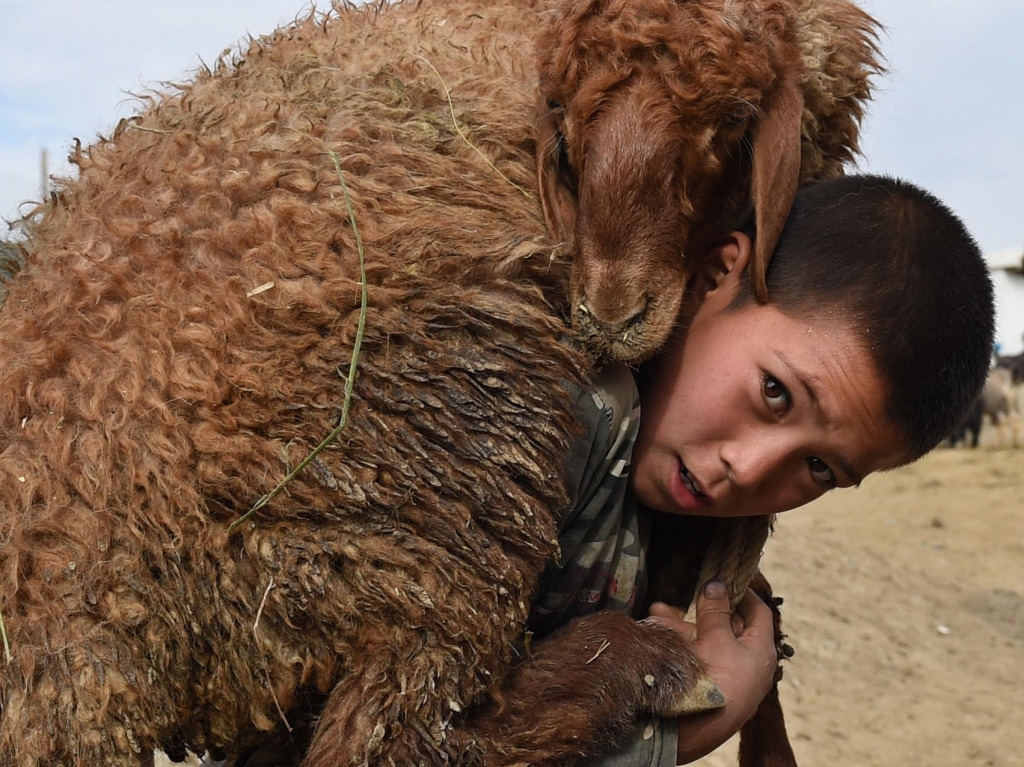 An Afghan boy carries a sheep on his shoulder at a livestock market