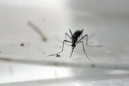 People told to take extra caution to limit spread of Zika virus