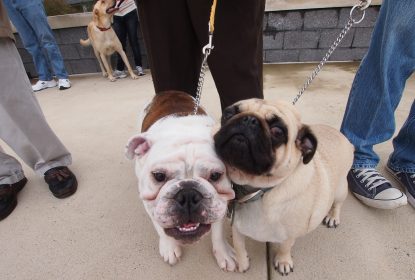 Neumann University will host a blessing of animals in Aston Delaware County on Oct. 2