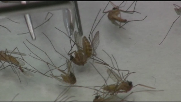 Experts baffled by northern Colorado West Nile cases