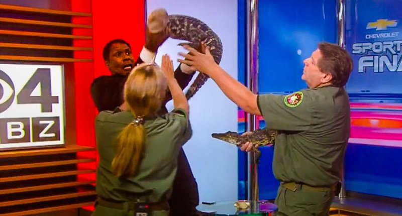 Steve Burton wrestles with an alligator