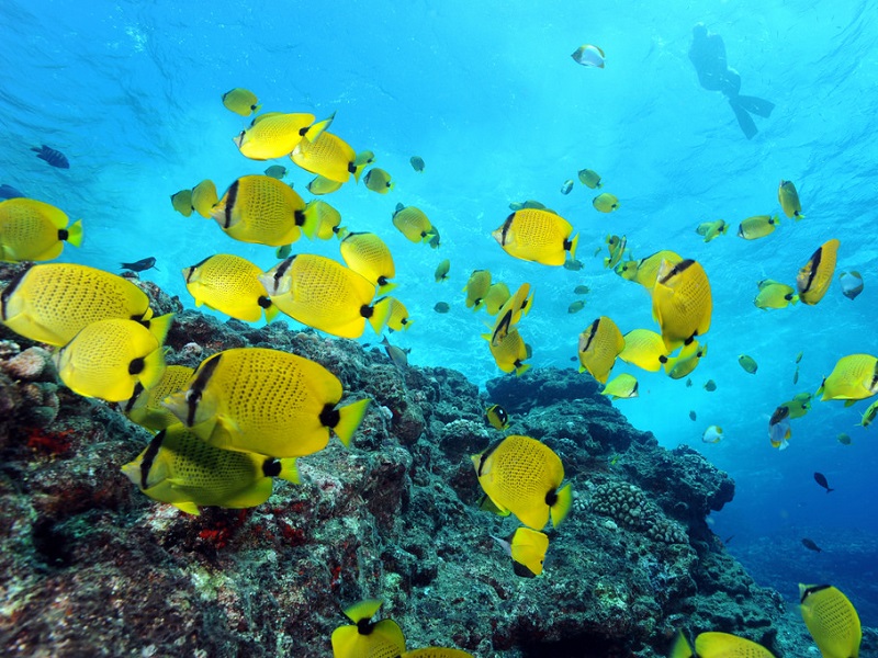 Obama To Quadruple Hawaii Monument, Creating World's Largest Protected Marine Area