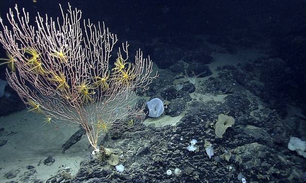 National Oceanic and Atmospheric Administration made during the Northeast U.S. Canyons Expedition 2013 shows corals on Mytilus Seamount off the coast of New England in the North Atlantic Ocean. President Bar