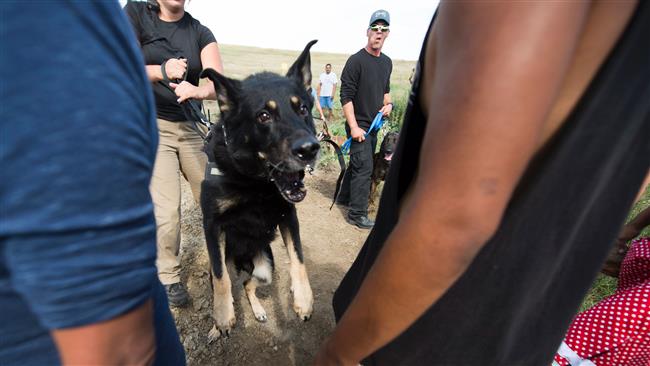 A guard dog handled by a private security guard lunges toward protesters during a demonstration by Native Americans and their supporters at a work site for the Dakota Access Pipeline oil pipeline near Cannonball North Dakota