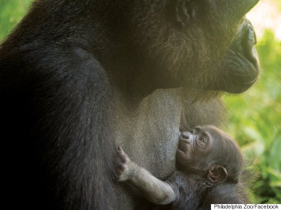 Philadelphia Zoo clarifies baby gorilla naming contest after relentless 'Harambe' requests